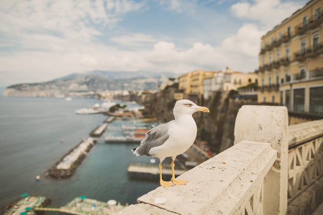 maddaigino_preview-12 Madda + Igino | A Preview | Sorrento Wedding Photographer