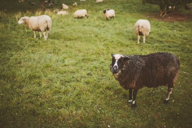 elinstefan_010 Elin + Stefan | Västerås, Sweden