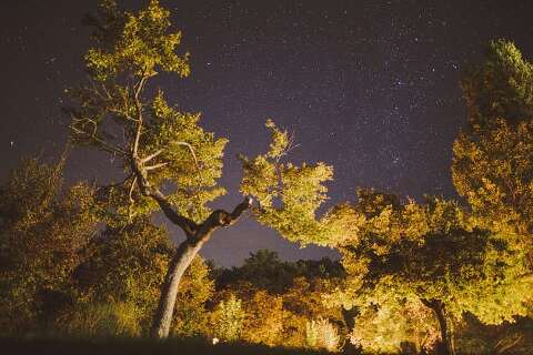 Olive grove night
